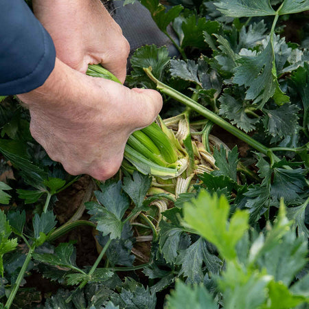 Celeriac 'Monarch' 12 Plants - Late May Despatch