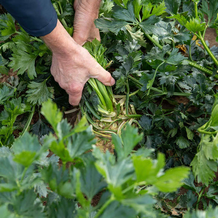 Celeriac 'Monarch' 12 Plants - Late May Despatch