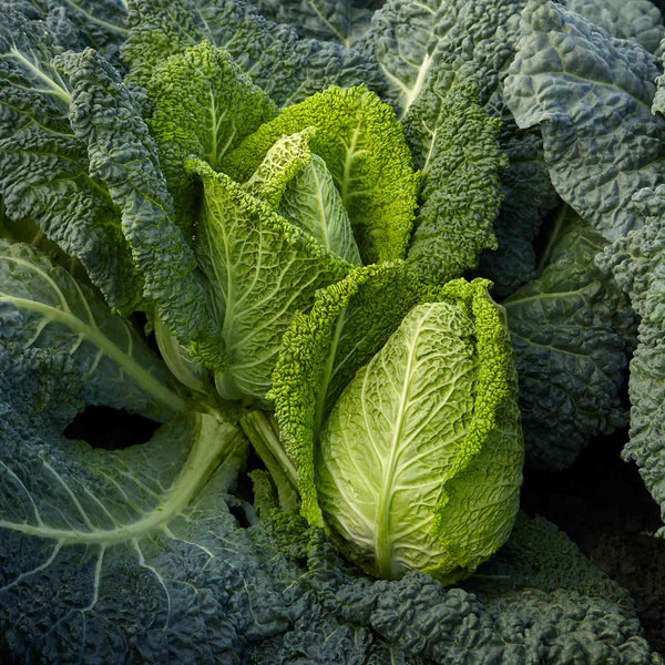 Cabbage Seeds 'Stelvio'