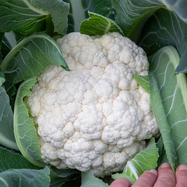 Cauliflower Seeds 'Speed Star'