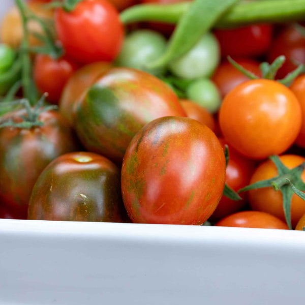 Bush Tomato Plant 'Tumbling Tiger'