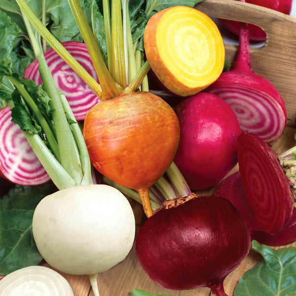 Beetroot 'Quattro Gourmet Mix'