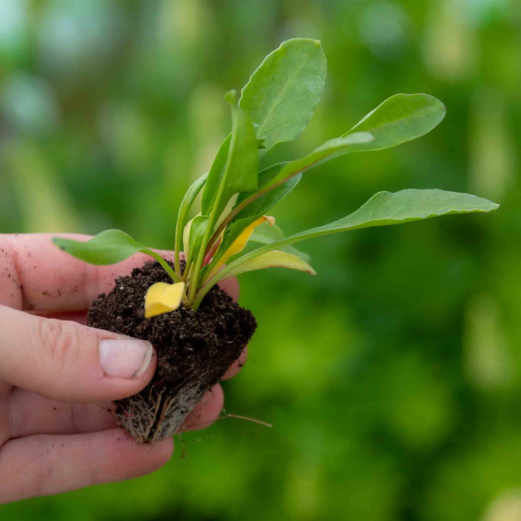 Beetroot  Plant 'Albino Ice'