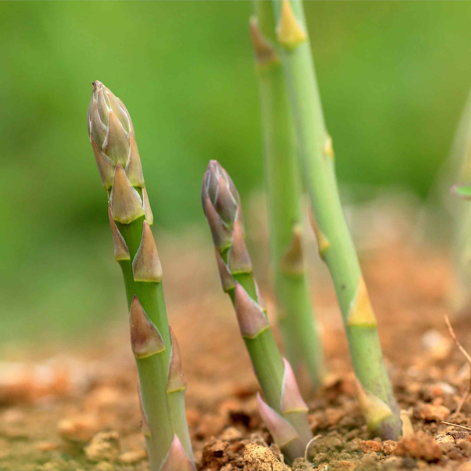 Asparagus 'Guelph Millenium' 10 Crowns Buy Asparagus Crowns Online