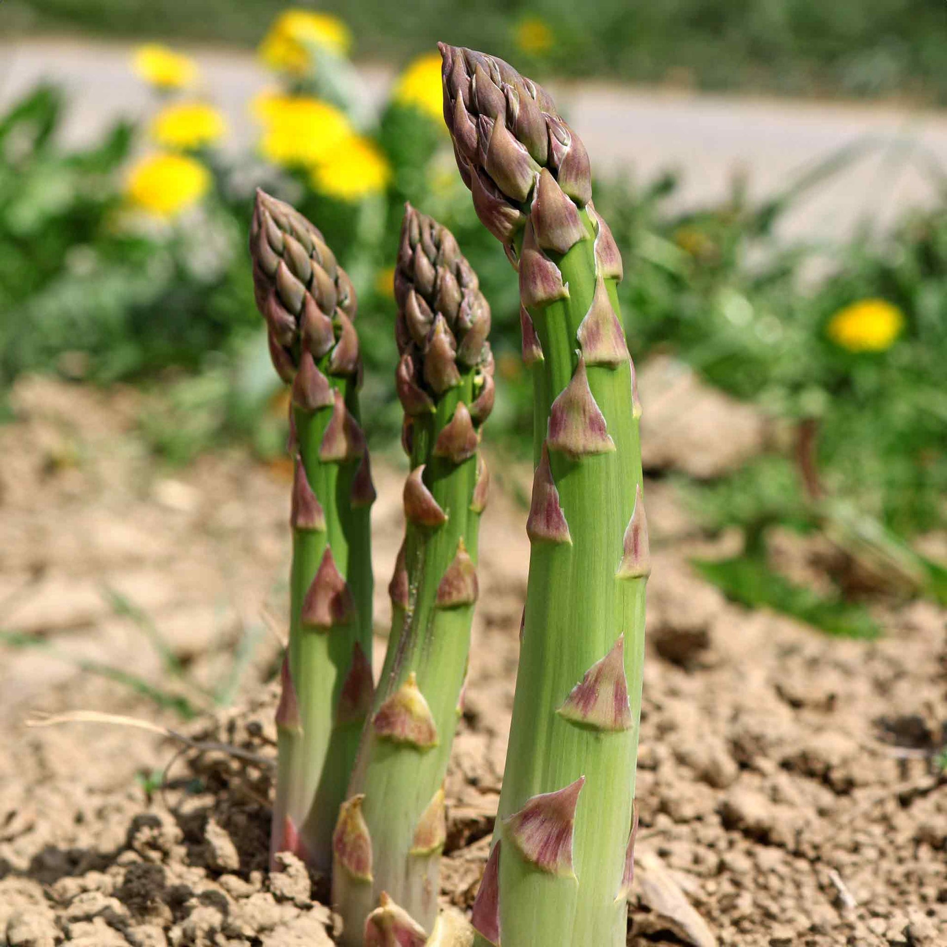 Asparagus 'Guelph Eclipse' 5 Crowns Buy Asparagus Crowns Online