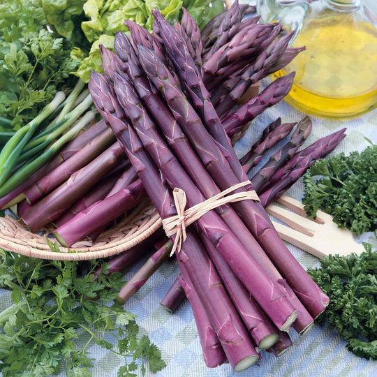 Asparagus 'Burgundine' 5 Crowns Buy Asparagus Crowns Online