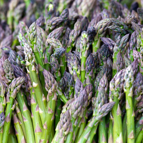 Asparagus Crown 'Gijnlim'