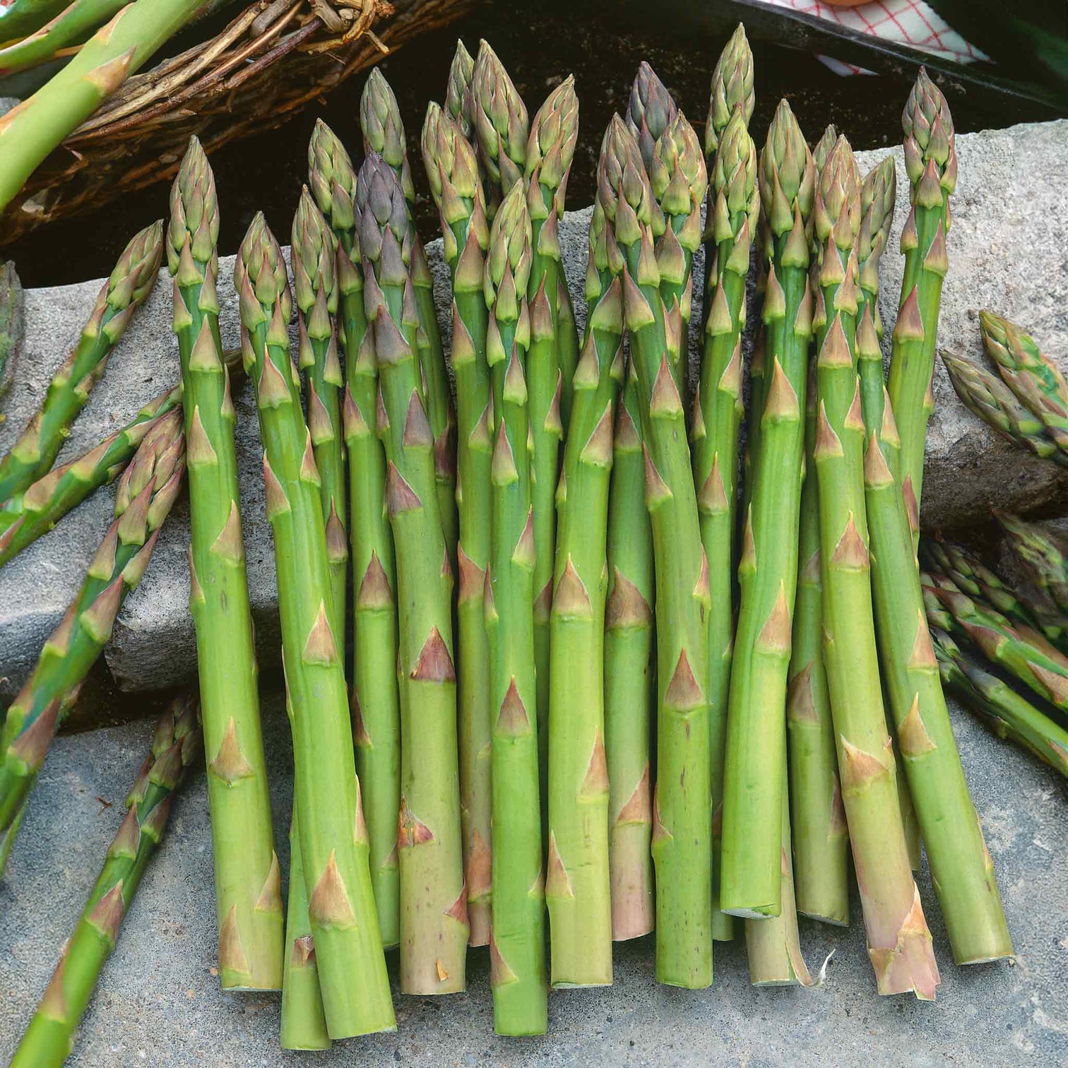 Asparagus 'Gijnlim' 5 Crowns Buy Asparagus Crowns Online