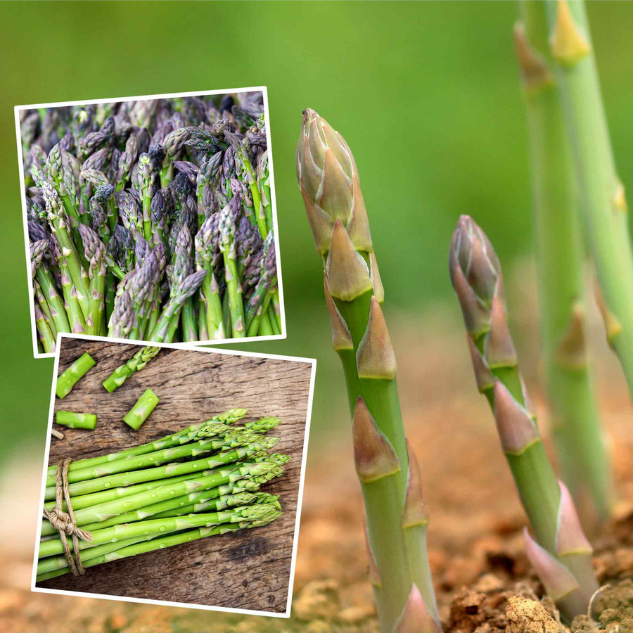 Asparagus Long Season Collection 15 Crowns Buy Asparagus Crowns