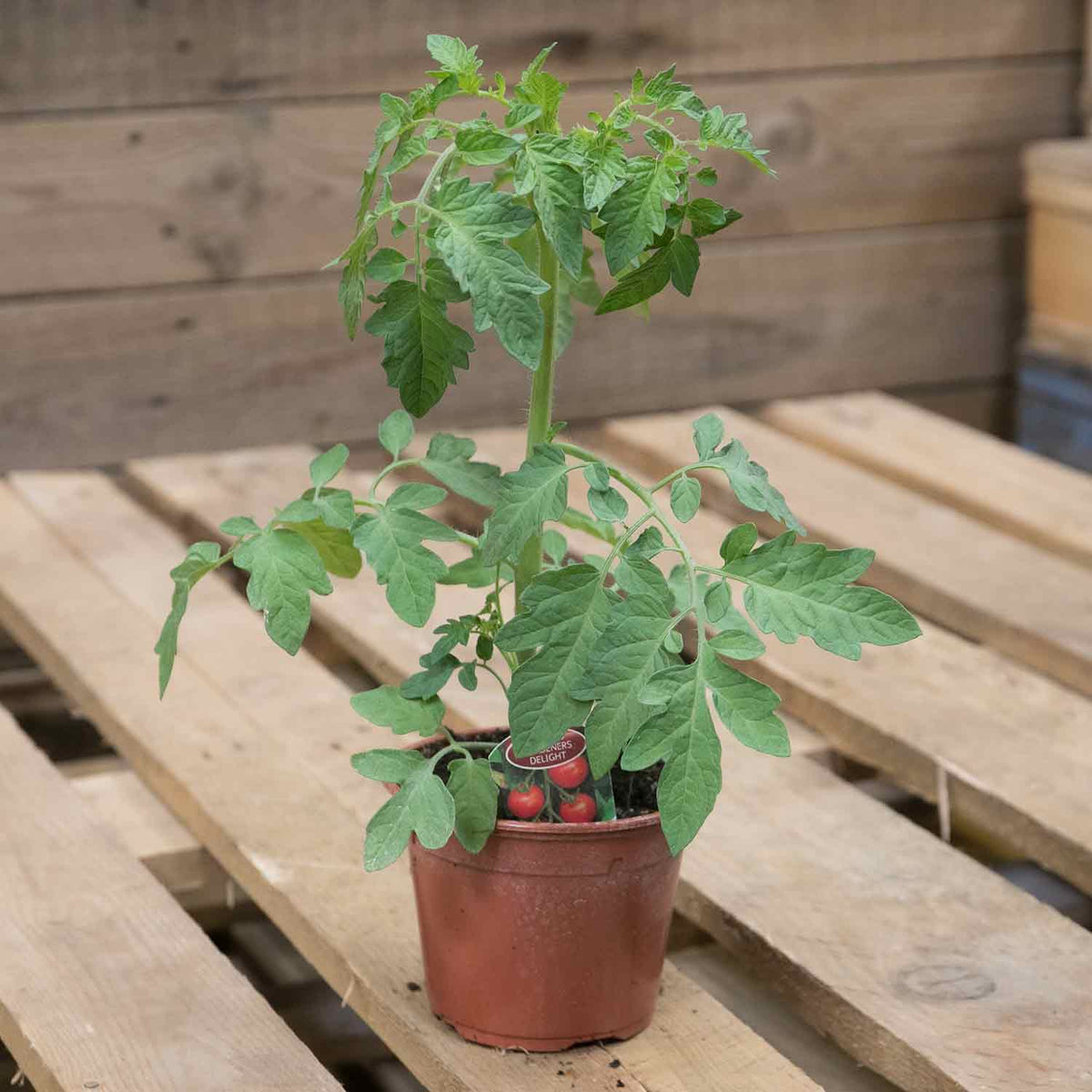 Tomato Gardeners Delight 13cm Plant