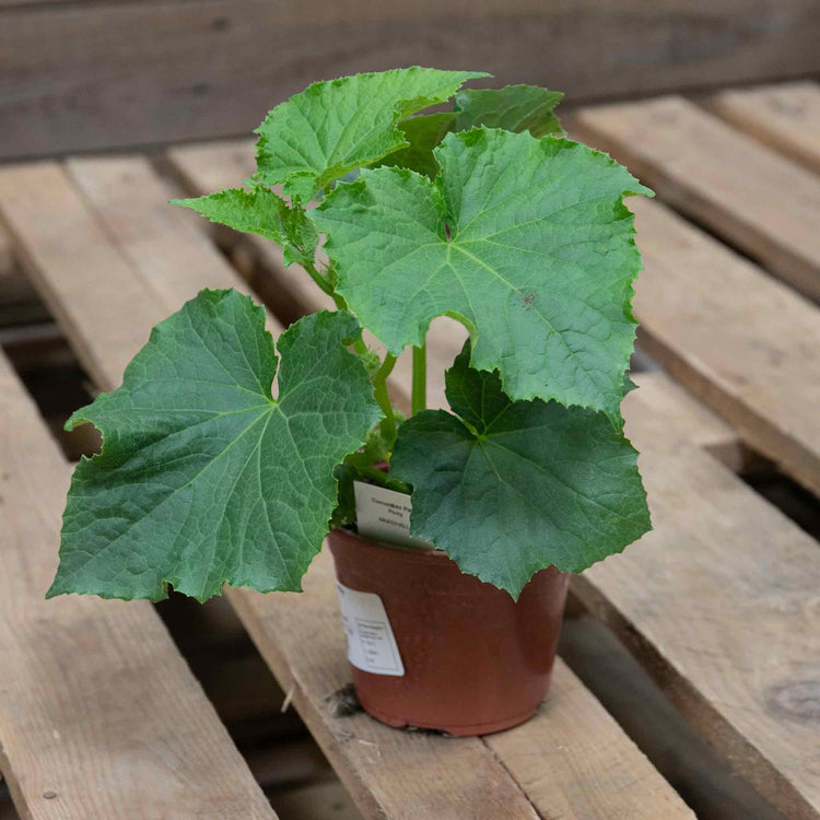 Cucumber Plant 'Carmen'