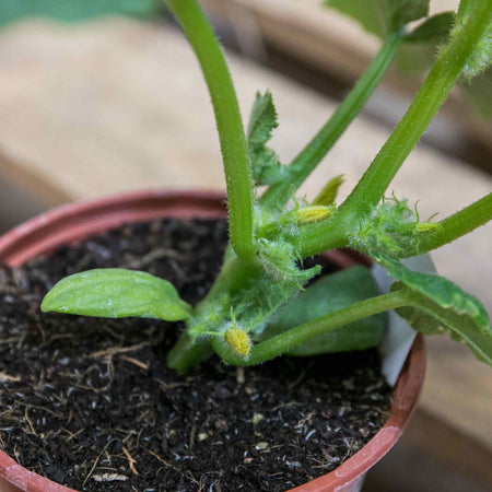 Cucumber Plant 'Carmen'