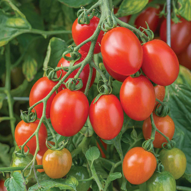 Bush Tomato Plant 'Hanging Basket Collection'