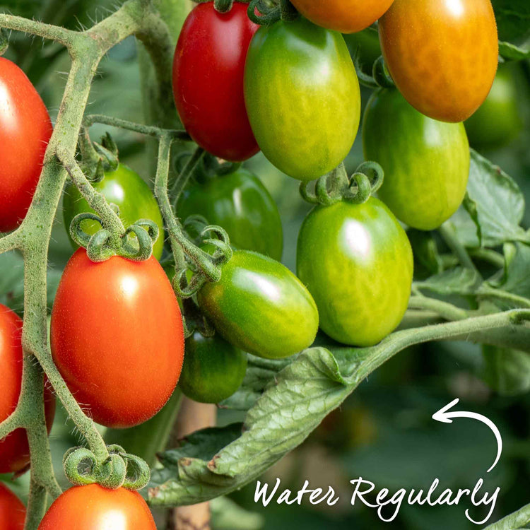 Bush Tomato Plant 'Montello'