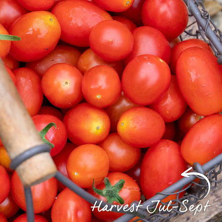 Bush Tomato Plant 'Montello'