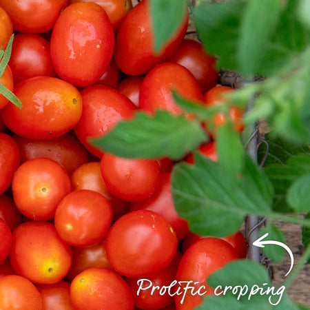 Bush Tomato Plant 'Montello'