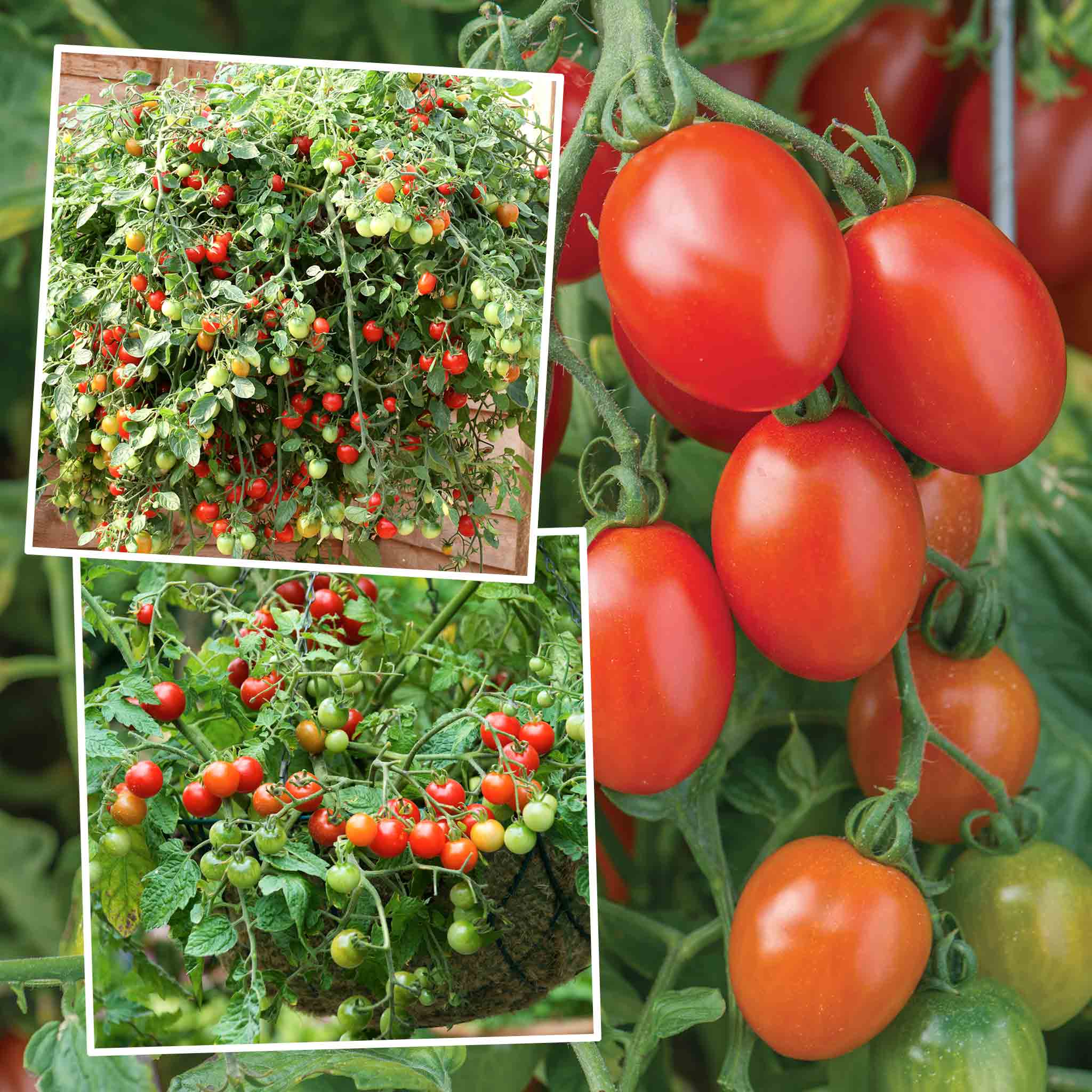 Tomato Hanging Basket Collection 6 Plugs Early May Despatch Buy