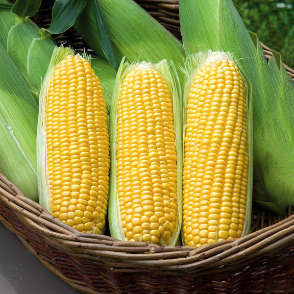 Sweetcorn Plant 'Moonshine'