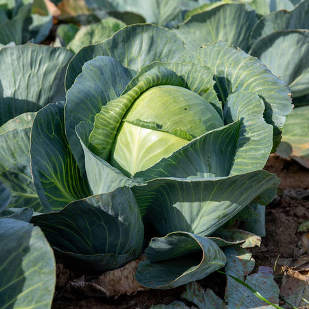 Cabbage Plant  'Attraction'