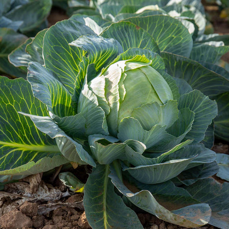 Cabbage Plant  'Attraction'