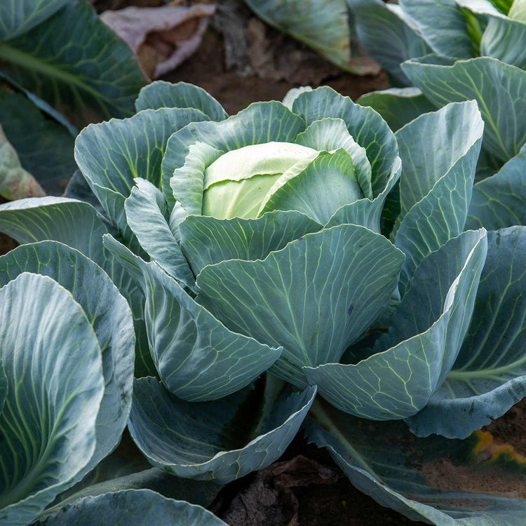 Cabbage Plant  'Attraction'