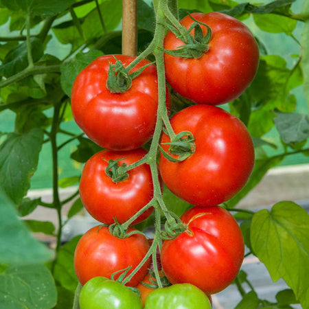 Cordon Tomato Plant 'Red Body Guard'