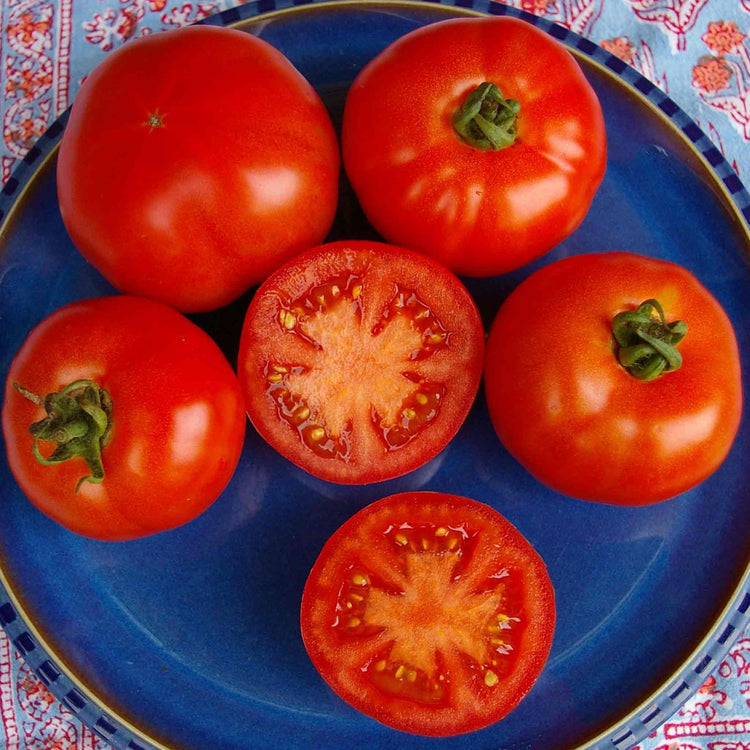 Cordon Tomato Plant 'Red Body Guard'