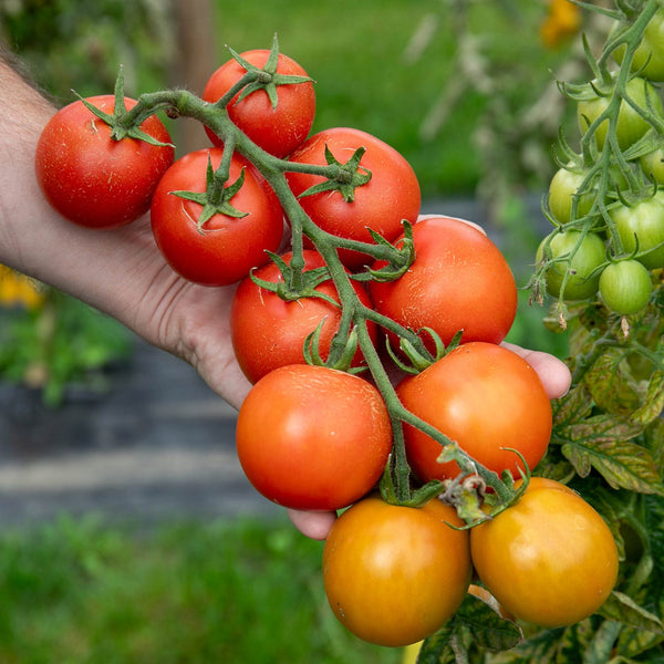 Cordon Tomato Plant 'Red Dragon'