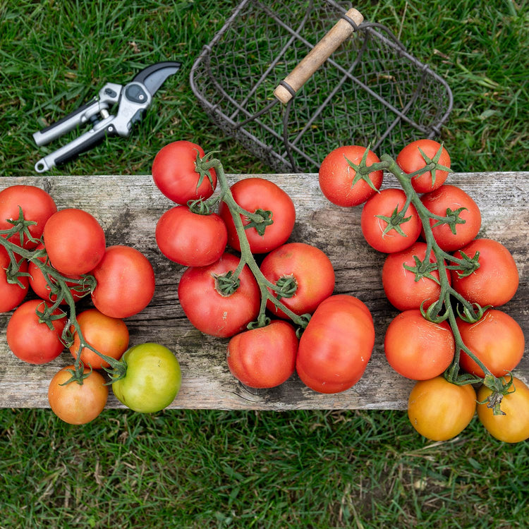 Cordon Tomato Plant Collection 'British Bred'