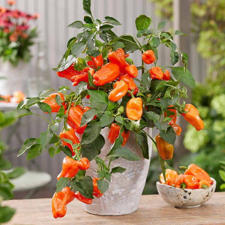 Sweet Pepper Plant 'Peppers from Heaven Orange'