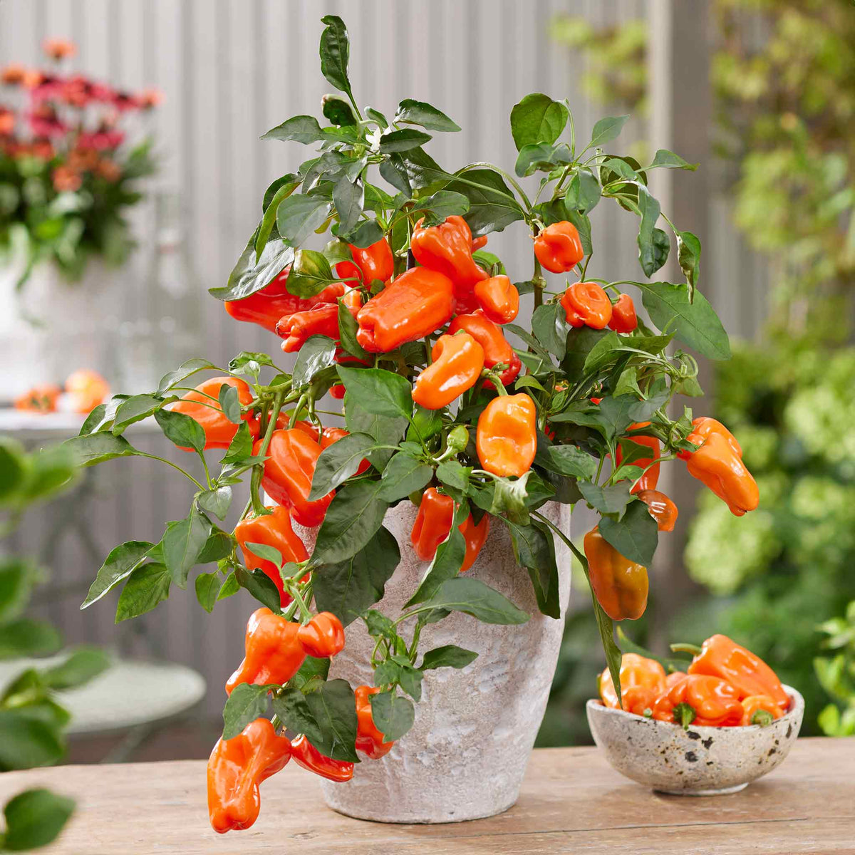 Sweet Pepper 'Peppers from Heaven Orange' Plants - Late May Despatch ...