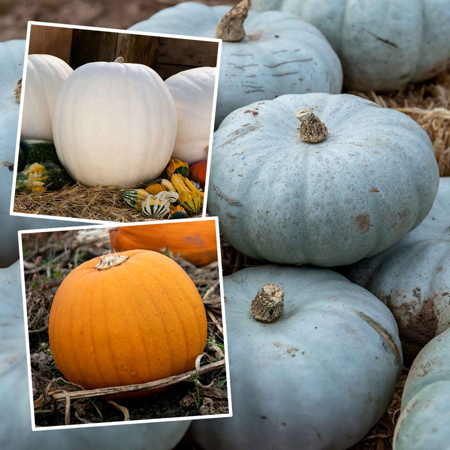 Pumpkin Halloween Collection 3 Plants Buy Pumpkin Plants Online Pumpkin Plants for Sale