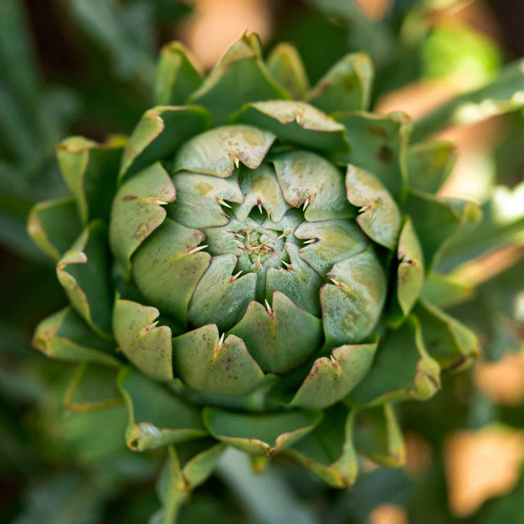 Artichoke Plant 'Duo Pack'