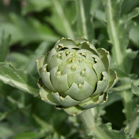 Artichoke Plant 'Duo Pack'