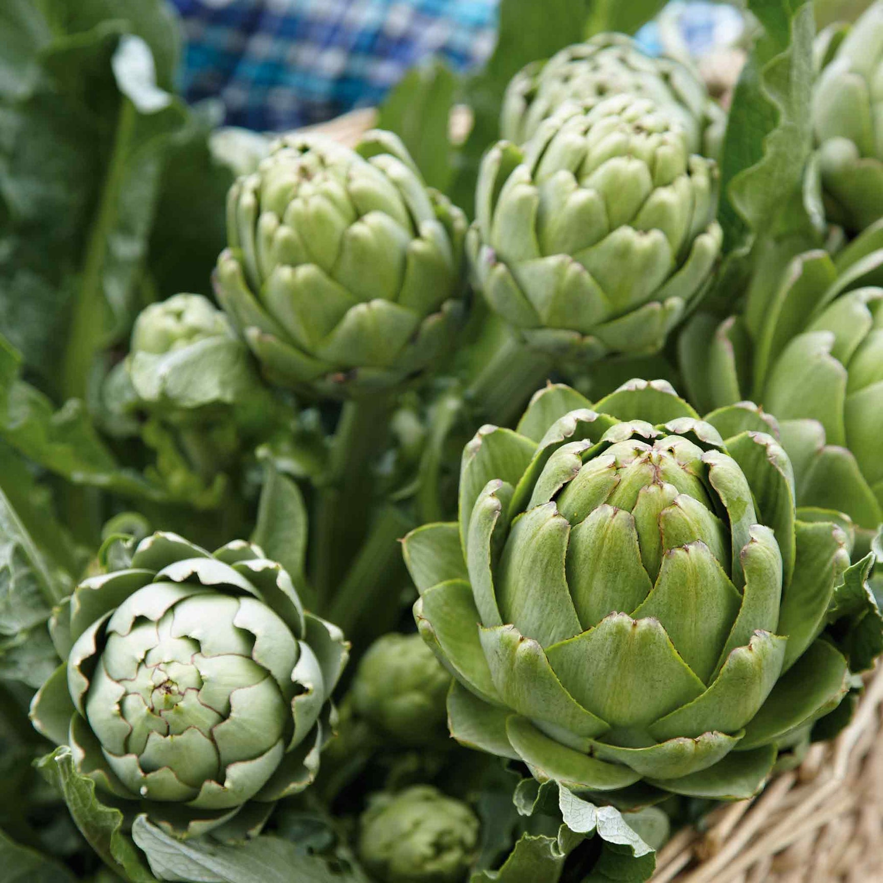 Artichoke 'Green Globe' Plants Buy Artichoke Plants Online