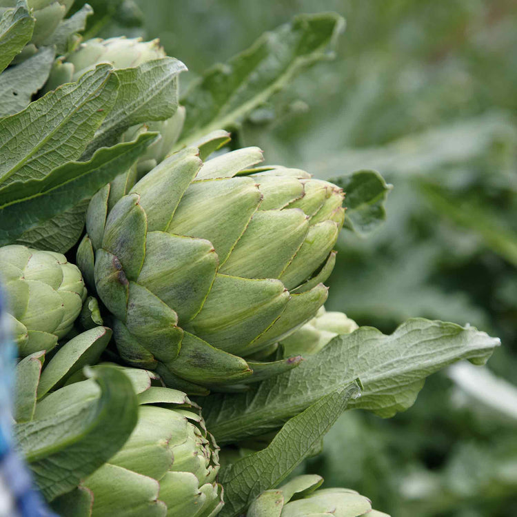 Artichoke Plant 'Green Globe'