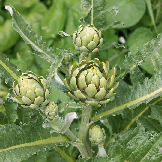 Artichoke 'Green Globe' Plants Buy Artichoke Plants Online
