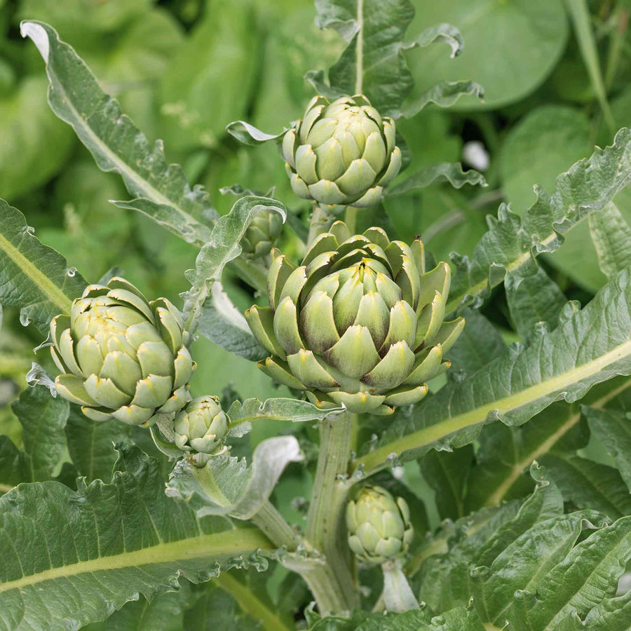 Artichoke 'Green Globe' Plants Buy Artichoke Plants Online