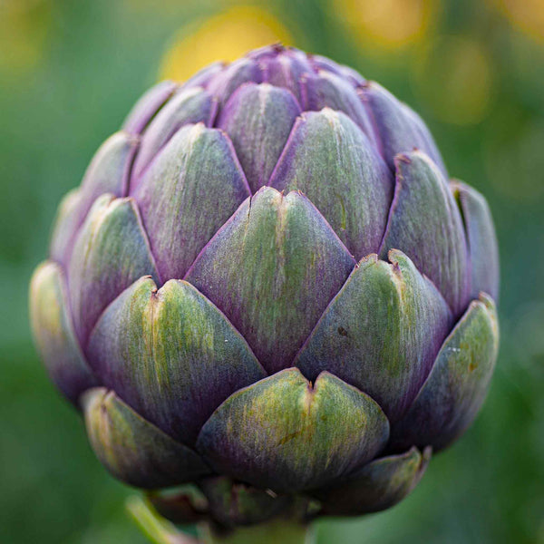 Artichoke Plant 'Violet Globe'