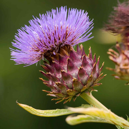 Artichoke Plant 'Duo Pack'