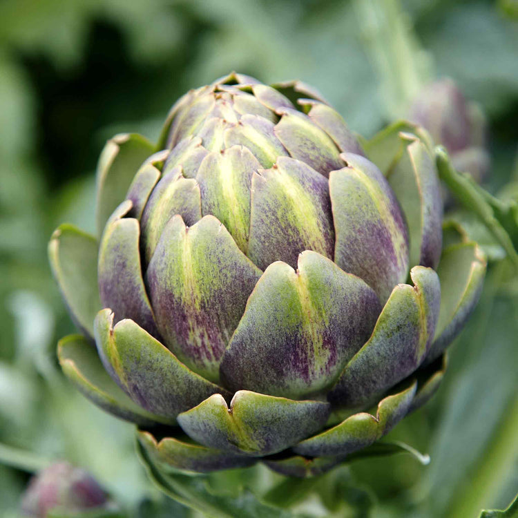 Artichoke Plant 'Duo Pack'