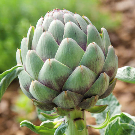 Artichoke Plant 'Duo Pack'