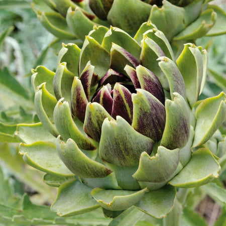 Artichoke Plant 'Duo Pack'