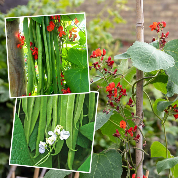 Runner Bean Plant 'Firestorm' and 'Stardust'