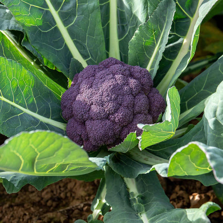 Broccoli Plant 'Purple Rain'