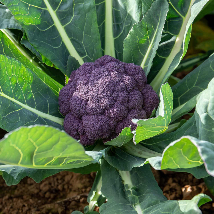 Broccoli Plant 'Purple Rain'