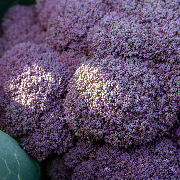 Broccoli Plant 'Purple Rain'