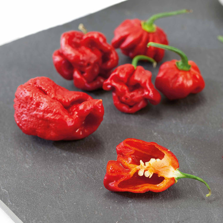 Chilli Plant 'Carolina Reaper'