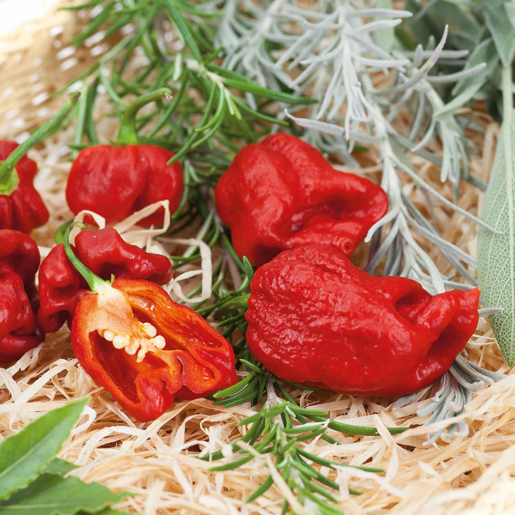 Chilli Flavour Collection 'Hot Mild Smoky'