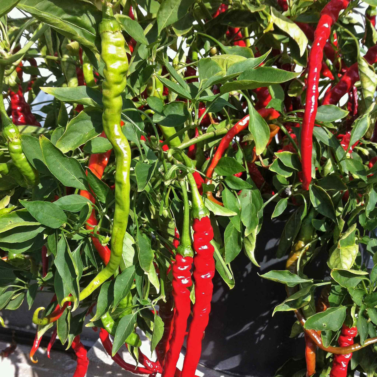 Chilli 'Fiery Tongues' Plants - Mid May Despatch | Buy Chilli Plants ...